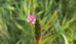 草草视频在线,轻松掌握短视频制作技巧